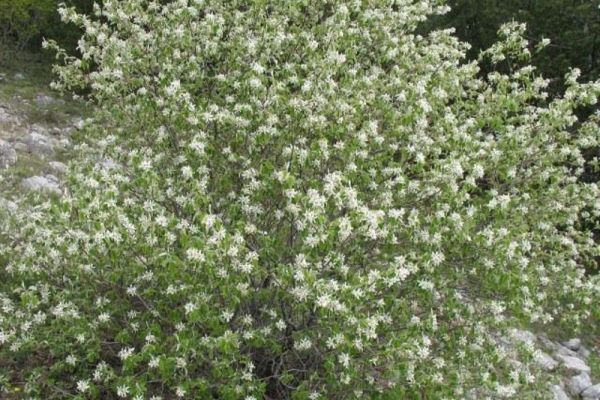 amelanchier-ovalis-argusto53B57339-A576-E25D-25E9-05772E3E15DA.jpg