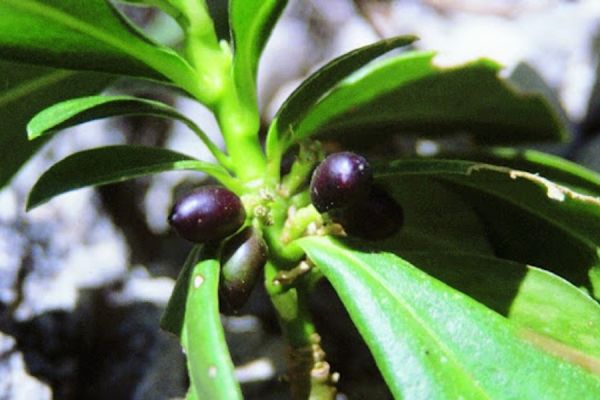 daphne-laureola-fenologiaEF396757-2763-C743-9864-03B83AEF087D.jpg