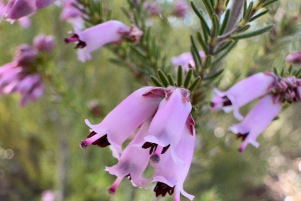 erica-australis36973A71B-6FEB-F7C9-9A9E-64F4D6F88879.jpg