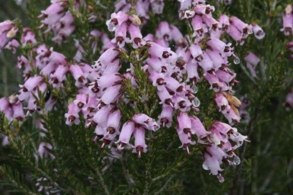erica-australis55EE2A9C2-1277-F0BD-8786-0E2884849C15.jpg
