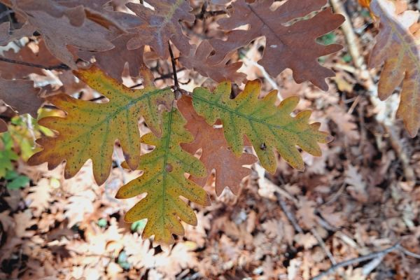 quercus-pyrenaica-willd6815F457-2FC3-4297-E77E-B30DB6B8F7C5.jpg