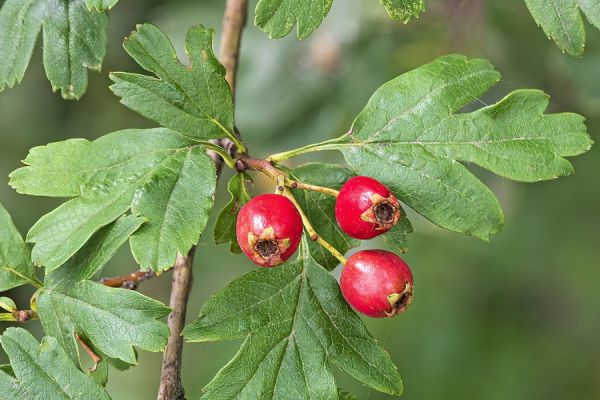 crataegus-monogyna200DEDF7F-CB02-2597-A828-4AEFAD7A601F.jpg