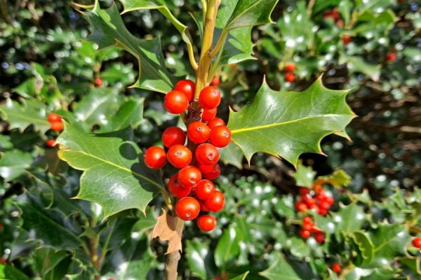 ilex-aquifolium66DDEEE7-5E04-C7A0-D203-684238F4A9C9.jpg