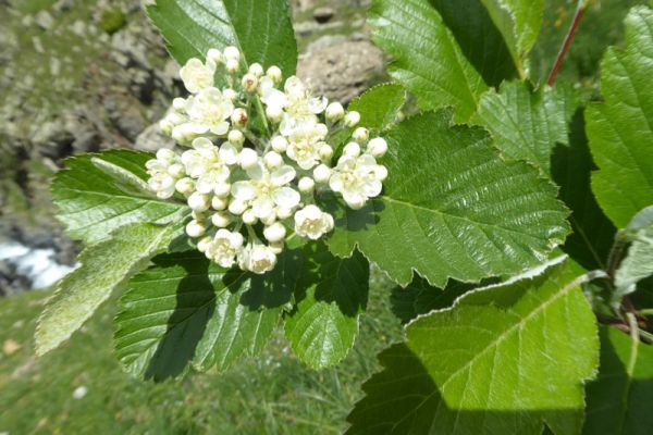 sorbus-aria-flor368309F4-4FBD-31B0-DB59-636F8DA885D0.JPG