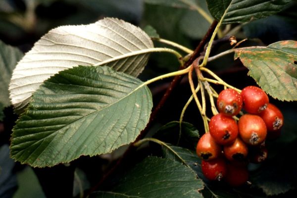 sorbus-aria-fruto95E4B6D3-4C11-E310-B278-6FDBA9A58E3A.jpg