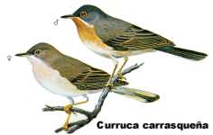 ncurrcar