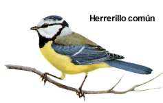 nherreco